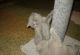 British Shorthair Cats for sale in Miami, FL, USA. price: $800