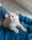 British Shorthair Cats for sale in Joshua Tree, CA 92252, USA. price: $400