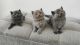 British Shorthair Cats for sale in Florida St, San Francisco, CA, USA. price: $260