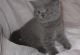 British Shorthair Cats for sale in Portland, OR, USA. price: NA