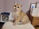 British Shorthair Cats for sale in Hollywood, Los Angeles, CA, USA. price: $420