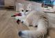 British Shorthair Cats for sale in Las Vegas St, Los Angeles, CA 90033, USA. price: $400
