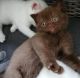 British Shorthair Cats for sale in Nashville, NC 27856, USA. price: NA