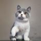 British Shorthair Cats for sale in Atlanta, GA, USA. price: $350