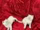 British Shorthair Cats for sale in California, MD, USA. price: NA