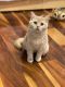 British Shorthair Cats for sale in Atlanta, GA, USA. price: $400