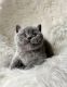 British Shorthair Cats for sale in Dallas, TX, USA. price: $750