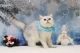 British Shorthair Cats for sale in Jacksonville, FL, USA. price: NA