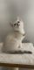 British Shorthair Cats for sale in Temecula, CA 92592, USA. price: $1,500