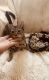 British Shorthair Cats for sale in Temecula, CA 92592, USA. price: NA