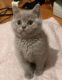 British Shorthair Cats for sale in Dallas County, TX, USA. price: $400