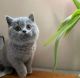 British Shorthair Cats for sale in Hollywood, Los Angeles, CA, USA. price: $500