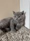 British Shorthair Cats for sale in Huntington, NY, USA. price: $1,800