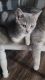 British Shorthair Cats for sale in Bloomfield, NJ, USA. price: $1,000
