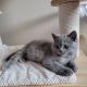 British Shorthair Cats for sale in Los Banos, CA, USA. price: NA