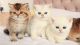 British Shorthair Cats for sale in Texas City, TX, USA. price: NA