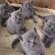 British Shorthair Cats for sale in Atlanta, GA, USA. price: $180