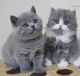 British Shorthair Cats for sale in San Francisco, CA, USA. price: $500