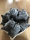 British Shorthair Cats for sale in San Francisco, CA, USA. price: $400