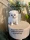 British Shorthair Cats for sale in Greensboro, NC, USA. price: NA