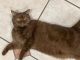British Shorthair Cats for sale in Wesley Chapel, FL, USA. price: $600