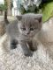 British Shorthair Cats for sale in Federal Way, WA 98001, USA. price: NA