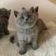 British Shorthair Cats for sale in New Orleans, LA, USA. price: $400
