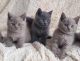 British Shorthair Cats for sale in Miami, FL, USA. price: $300
