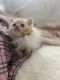 British Shorthair Cats for sale in Temecula, CA 92592, USA. price: $3,500