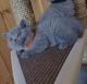 British Shorthair Cats for sale in San Jose, CA, USA. price: $400