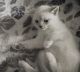 British Shorthair Cats for sale in Etiwanda, CA 91739, USA. price: $2,050