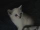 British Shorthair Cats for sale in Etiwanda, CA 91739, USA. price: $1,500