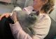British Shorthair Cats for sale in Seattle, WA, USA. price: $400