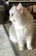 British Shorthair Cats for sale in Minneapolis, MN, USA. price: $900