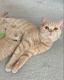 British Shorthair Cats for sale in Long Beach, CA, USA. price: $400