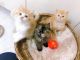 British Shorthair Cats for sale in Malta, OH 43758, USA. price: $600