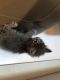British Shorthair Cats for sale in 237 Horseshoe Dr, Waterbury, CT 06706, USA. price: $100