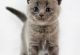 British Shorthair Cats for sale in Dallas, TX, USA. price: $800