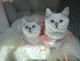 British Shorthair Cats for sale in Dallas, TX, USA. price: NA