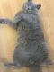 British Shorthair Cats for sale in Franklin, WI 53132, USA. price: $850