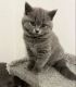British Shorthair Cats for sale in Hollywood, Los Angeles, CA, USA. price: $420