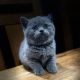 British Shorthair Cats for sale in Beverly Hills, CA, USA. price: $480