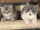 British Shorthair Cats for sale in Hershey, PA, USA. price: NA