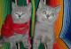 British Shorthair Cats for sale in New York, NY, USA. price: $800
