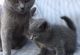 British Shorthair Cats for sale in New York, NY, USA. price: $800