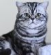 British Shorthair Cats for sale in New York, NY, USA. price: $1,500