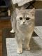 British Shorthair Cats for sale in Sugar Land, TX, USA. price: NA