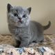 British Shorthair Cats for sale in Miami, FL, USA. price: $300