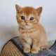 British Shorthair Cats for sale in Vancouver, WA, USA. price: $300