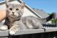 British Shorthair Cats for sale in Oswego, IL, USA. price: NA